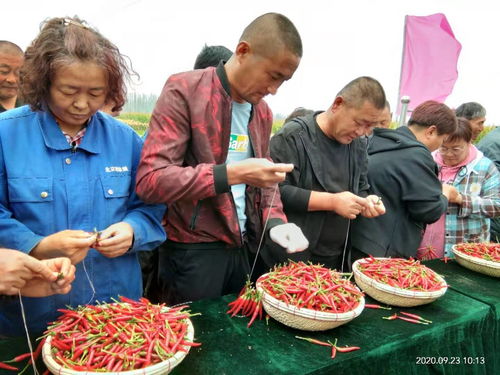 烏拉特前旗 多彩活動(dòng)慶豐收